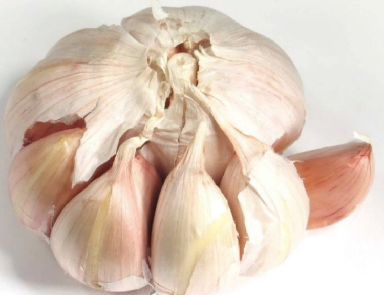 German Red Garlic