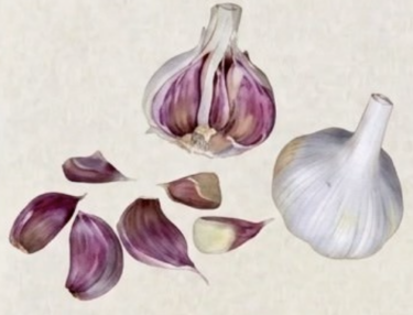 German Red Garlic