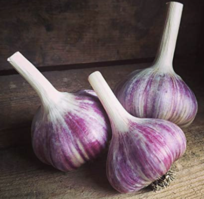 German Red Garlic