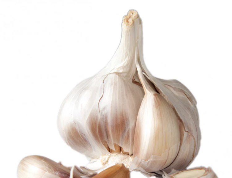 Music Garlic