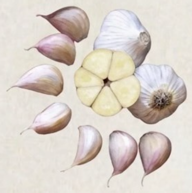 Music Garlic