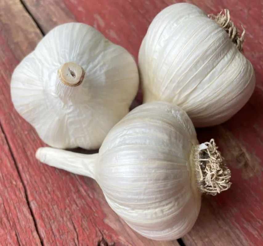 Music Garlic